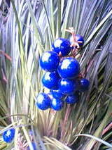 ea315b09ed923dfc63da094c365f2cc8