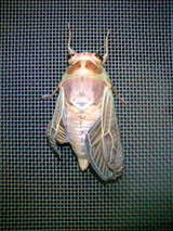 ��1ɤ�ܤ����֥��ߤ餷��