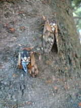 �����Ǥ͡���