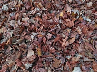 s-1a9766855227a8ed70bc7129e52c9718