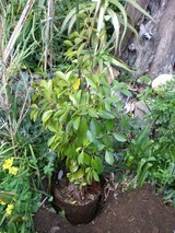 s-12��24������ޥ뿢��