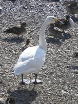 ���ϥ����祦