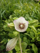 �ۥ���֥�������