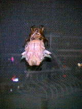 ��Ϸȿ�ꡩ��