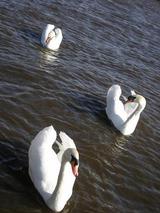 �����ϥ����祦