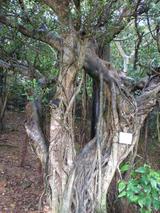 ������ޥ�