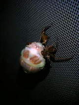 �褤���硪�äȡ�