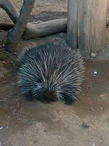 4ec165fd7f719ce9a2198e7bef9331a9