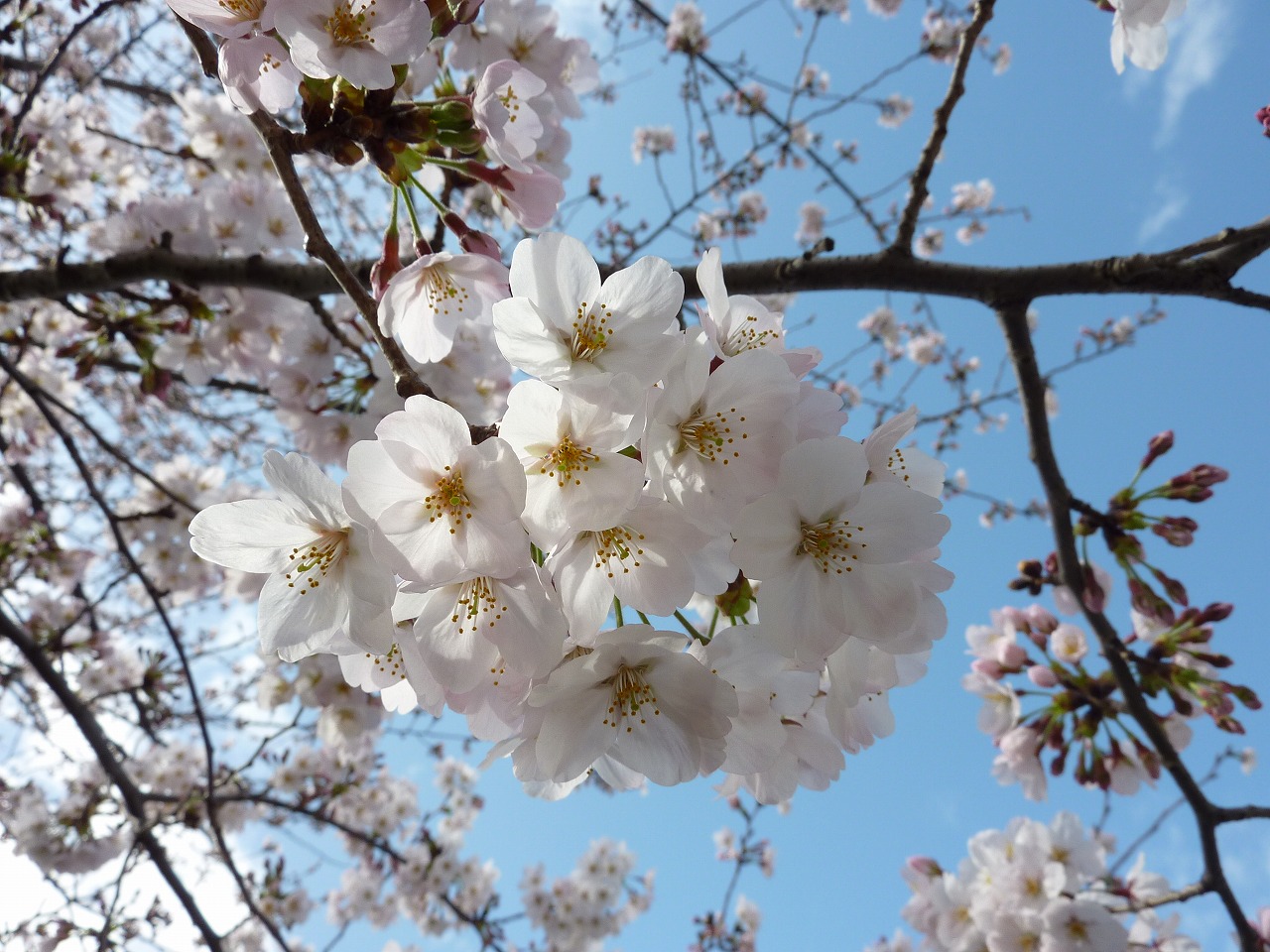 隅田公園の桜22 2327 Mamataroおでかけ日記