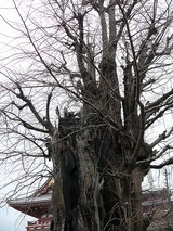 s-��ɥ��å�