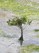 �ޥ󥰥�����