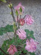 ���� 339�����ޥ�