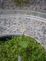 ���� 337����������