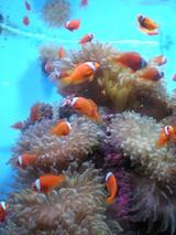 �ϥޥ��ޥΥ�