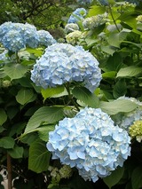 ���ҥ��ѡ��� 720