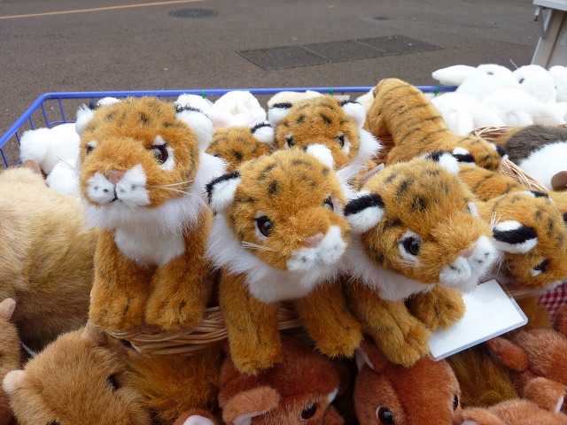 2009年最後の上野動物園・トラ撮影 091205 : mamataroおでかけ日記