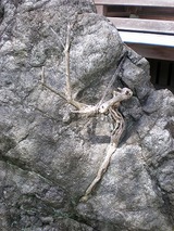 �ɺ�����