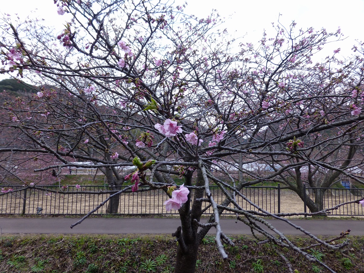 踊り子温泉会館から河津桜 Mamataroおでかけ日記 踊り子温泉会館から河津桜 Mamataroおでかけ日記