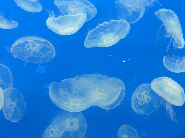 夜のすみだ水族館 1617 Mamataroおでかけ日記 夜のすみだ水族館 1617 Mamataroおでかけ日記