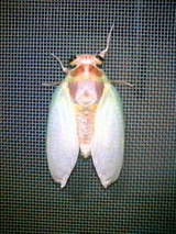 2ɤ�ܡʥ᥹�ˡ�����������ˡ�