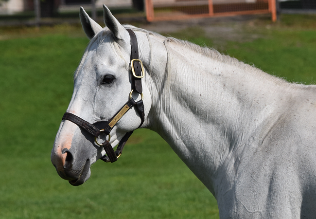 馬の旅19秋北海道 ビッグレッドファーム Nathanielの競馬ブログ 馬の旅19秋北海道 ビッグレッドファーム Nathanielの競馬ブログ