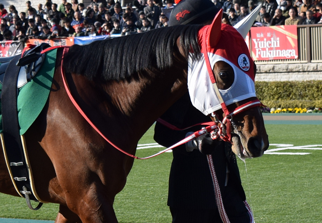 追悼キングマンボ 画像集 Nathanielの競馬ブログ