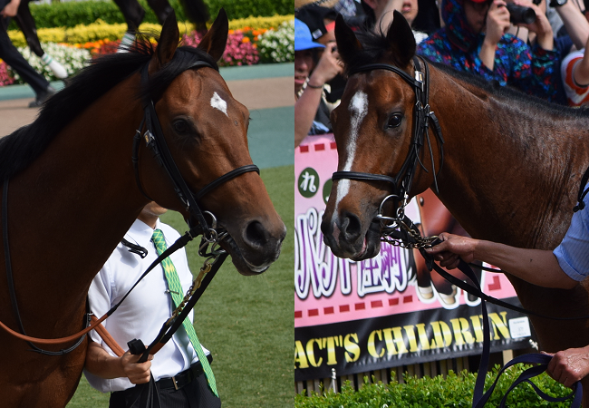 菊花賞 ディープインパクト産駒が挑む3000mの頂 Nathanielの競馬ブログ