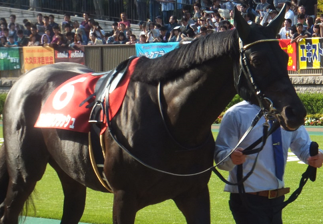 追悼キングマンボ 画像集 Nathanielの競馬ブログ