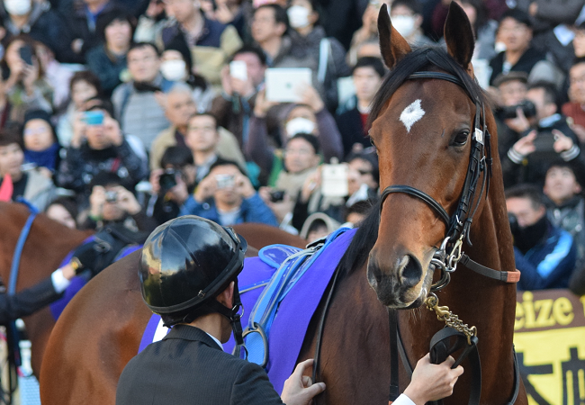 有馬記念2016観戦記 : Nathanielの競馬ブログ 有馬記念2016観戦記 : Nathanielの競馬ブログ