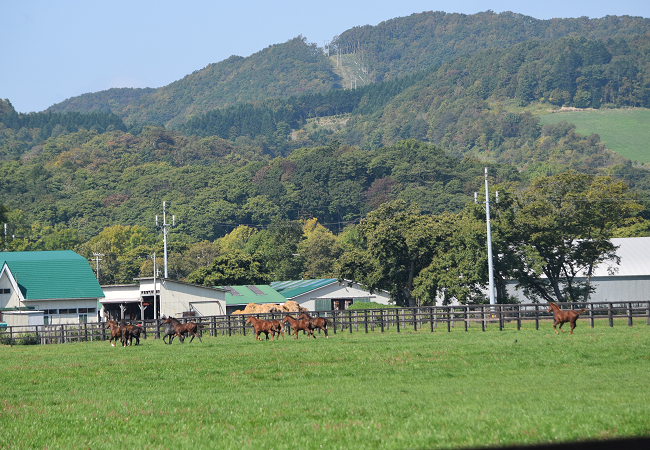 馬の旅19秋北海道 Nathanielの競馬ブログ 馬の旅19秋北海道 Nathanielの競馬ブログ