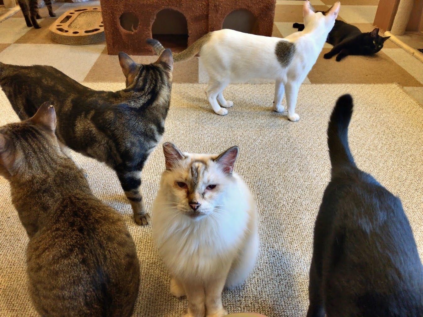 猫カフェ にゃおん マンボな毎日 猫カフェ にゃおん マンボな毎日