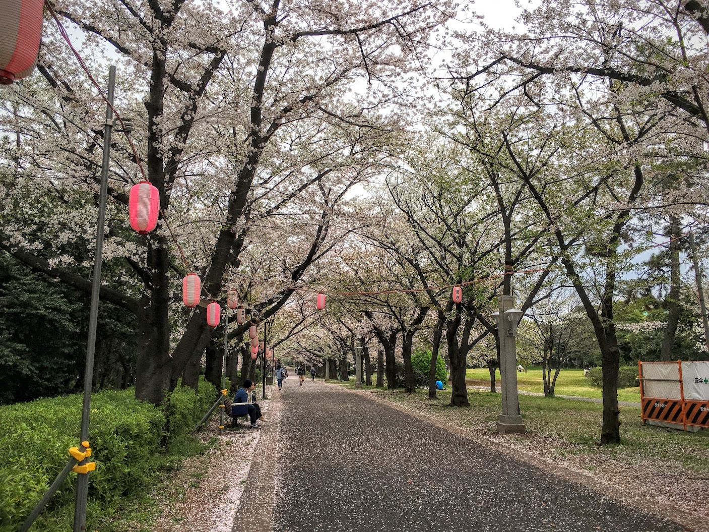 お花見 辰巳公園 マンボな毎日