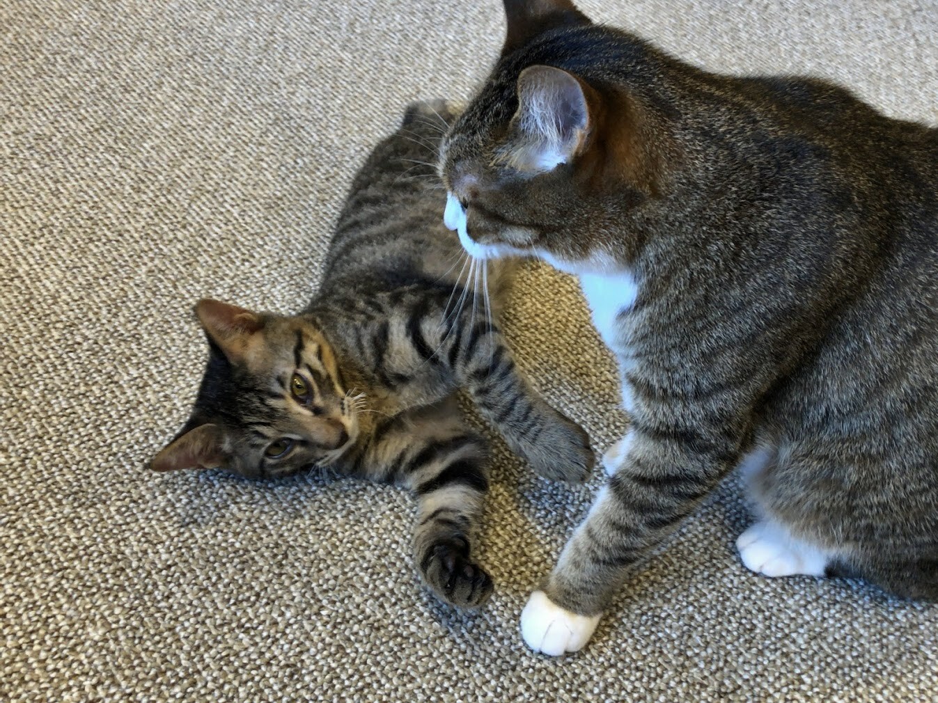 猫カフェ にゃおん マンボな毎日