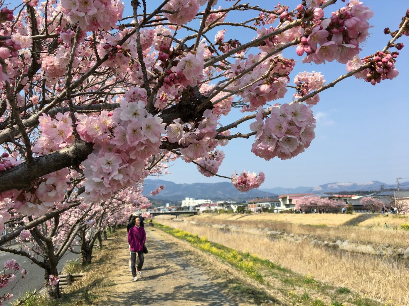 マンボな毎日 桜まつり