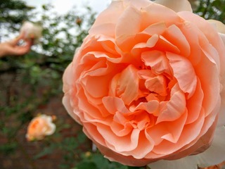 ½©¥Ð¥é¤½¤Î£±