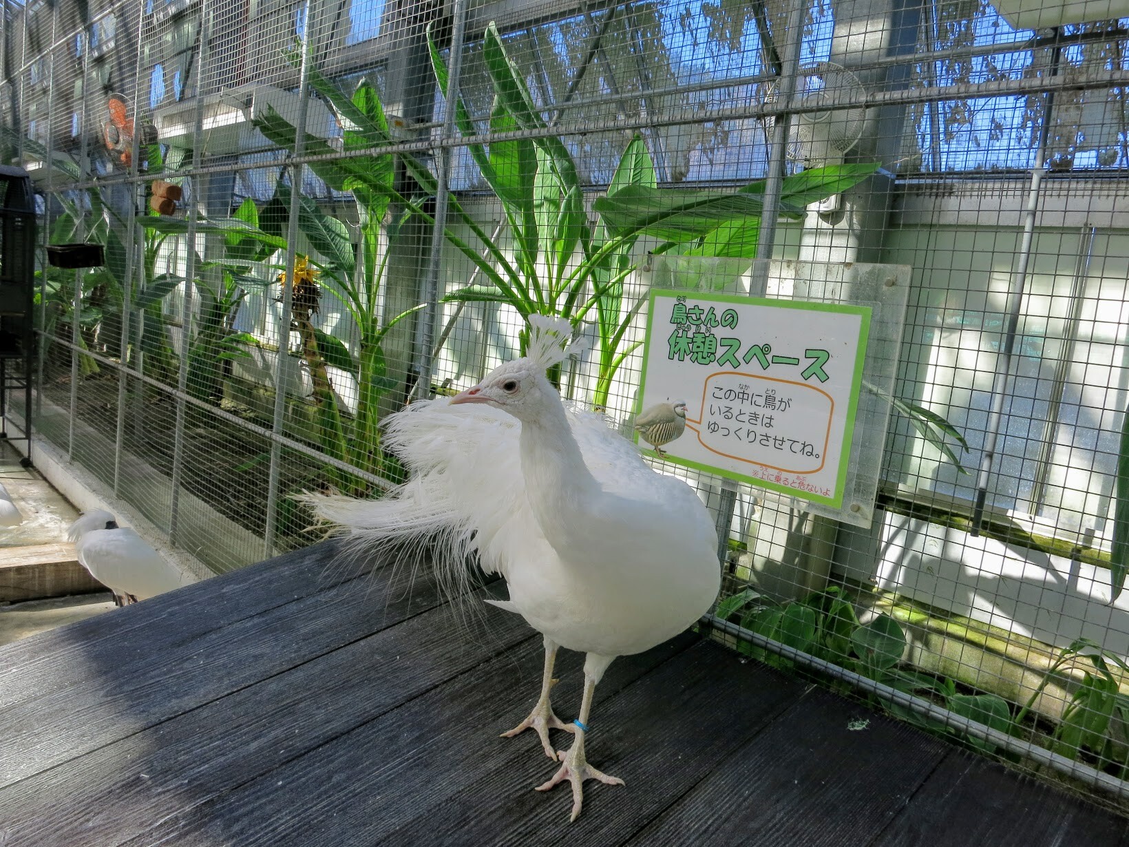 マンボな毎日 花鳥園 マンボな毎日 花鳥園
