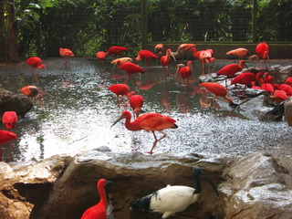 赤い水鳥