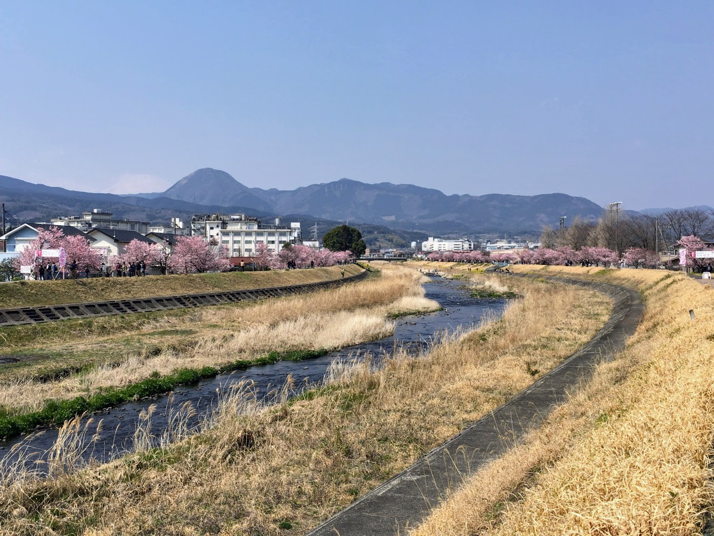 マンボな毎日 桜まつり