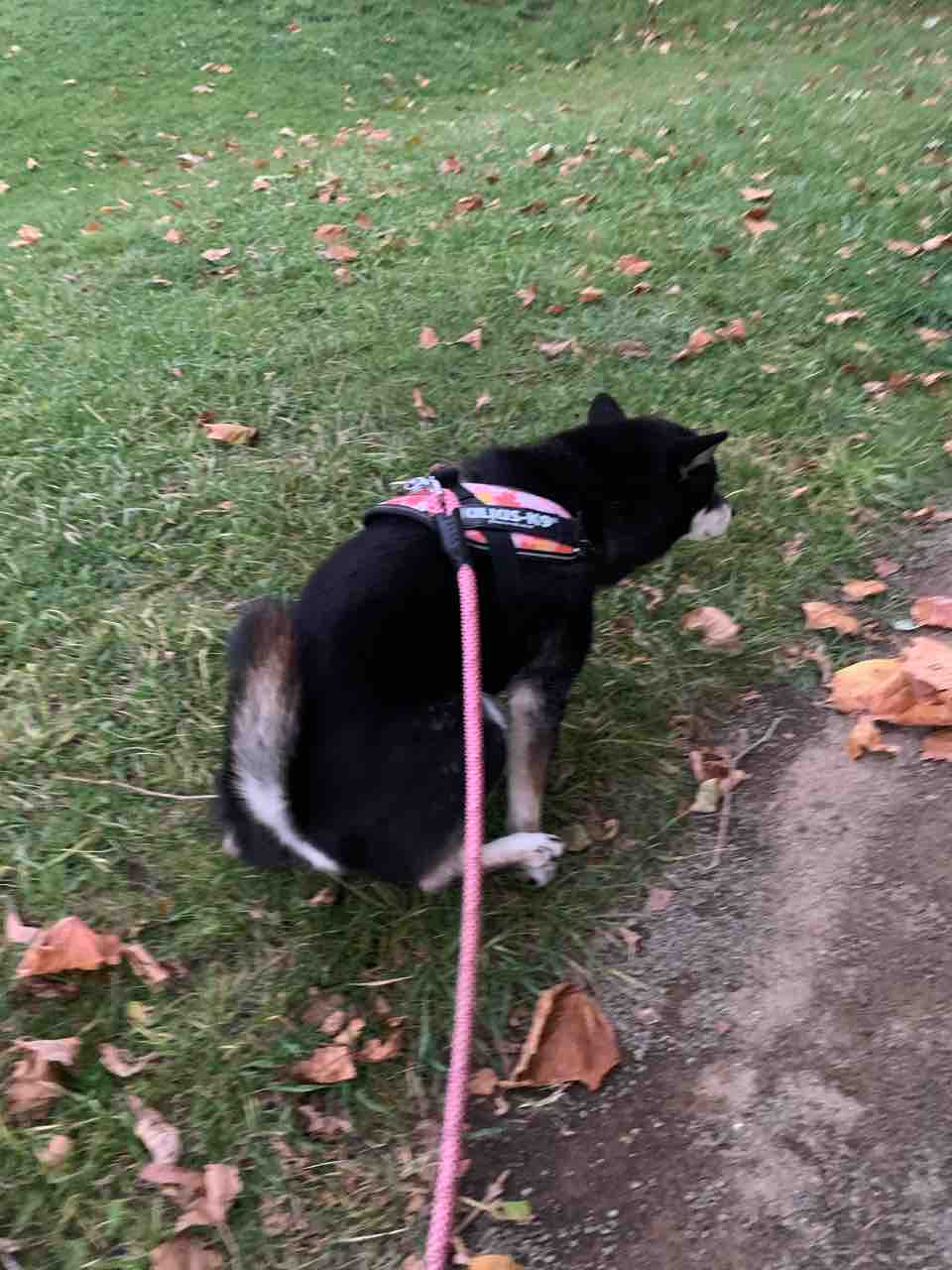 付け焼き刃は秋の藻岩山で と 夕方散歩 黒柴 豆 北国暮らし