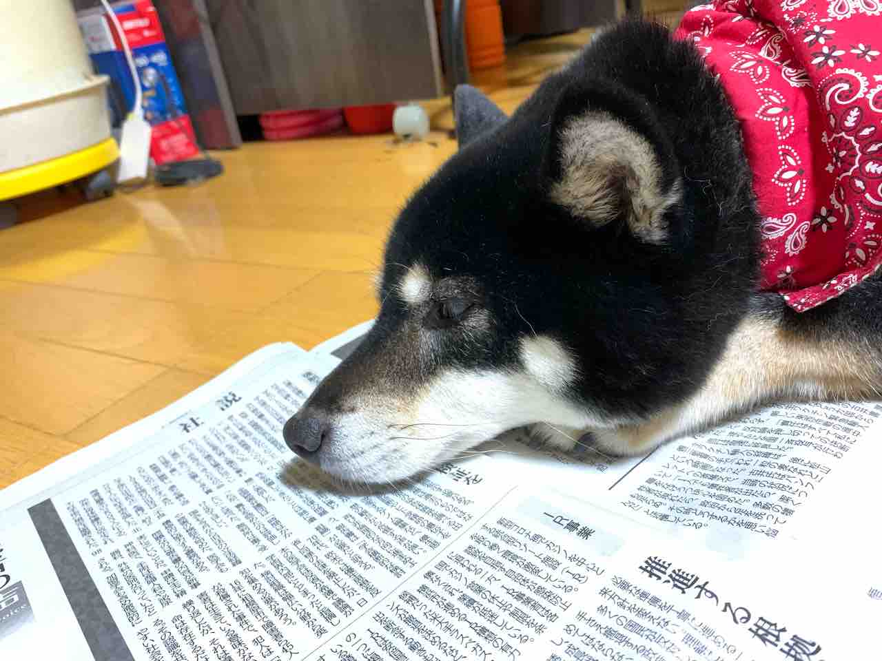 退屈そうな黒柴 黒柴 豆 北国暮らし 退屈そうな黒柴 黒柴 豆 北国暮らし