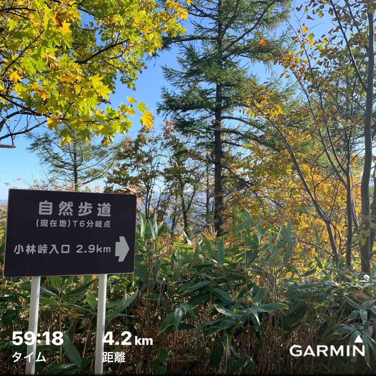 付け焼き刃は秋の藻岩山で と 夕方散歩 黒柴 豆 北国暮らし