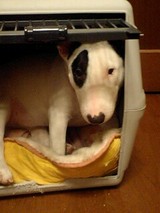 『ダイワハウス』