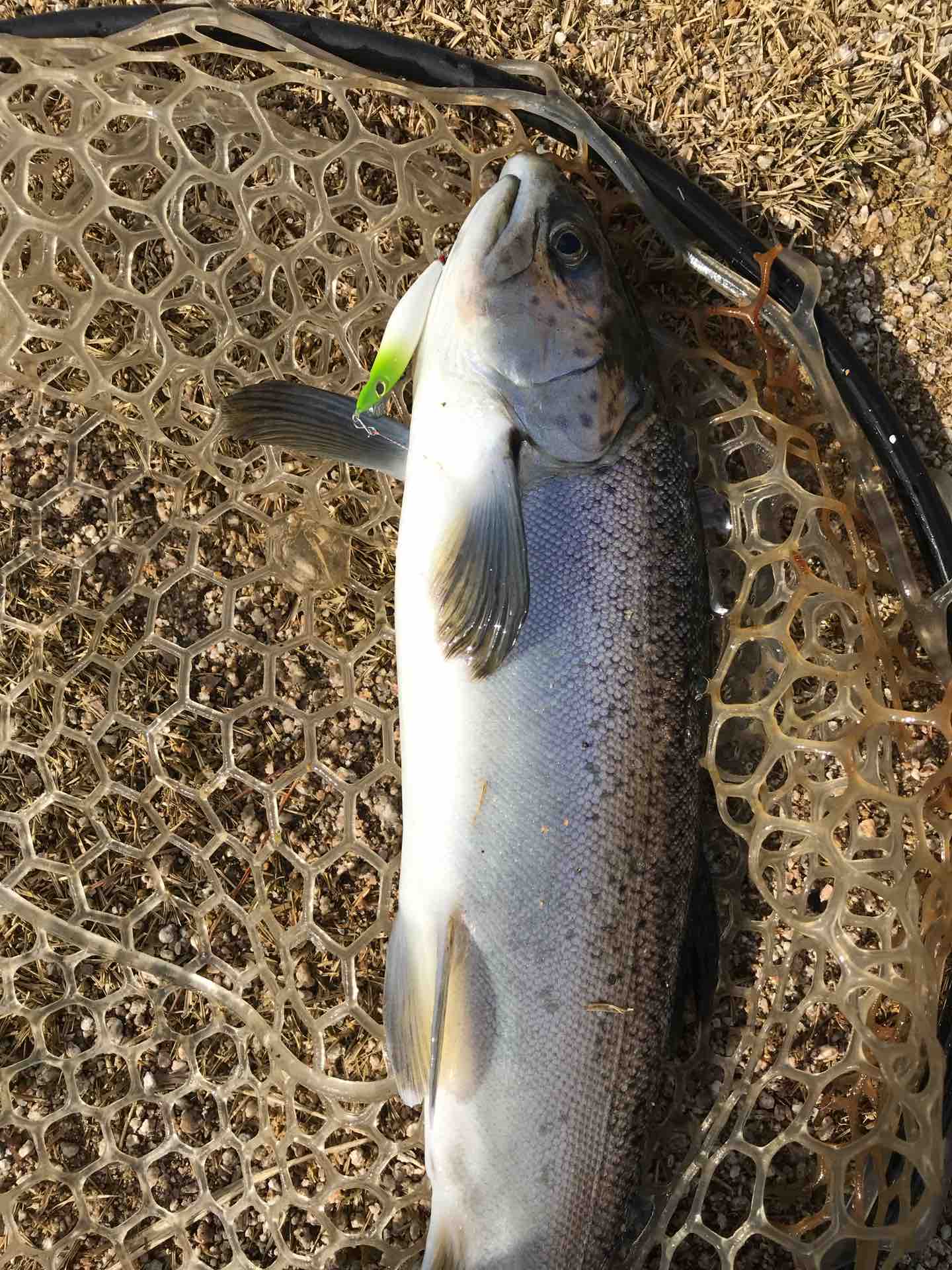 強風注意報での釣りはやめておくべき ロッドビルド 初心者ブログ 豆アジハンター 強風注意報での釣りはやめておくべき ロッドビルド 初心者ブログ 豆アジハンター