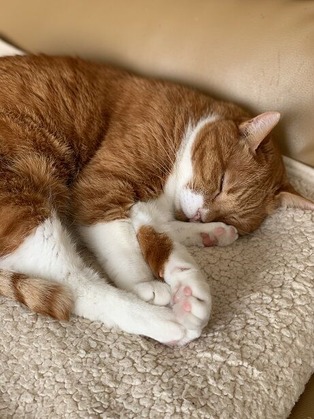 ����襤�������