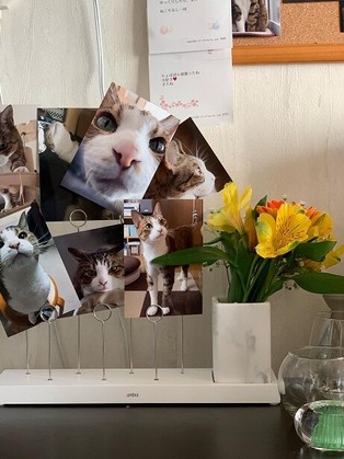 �̿����ꤹ�����ʾС�