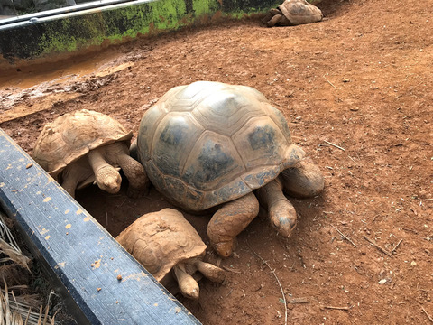 そうだIZooへ行こう!