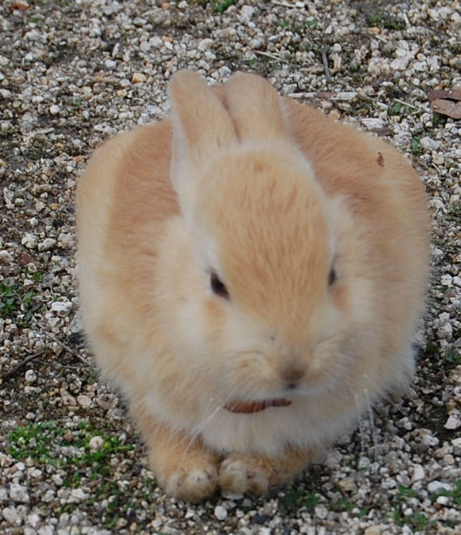 うさぎ1
