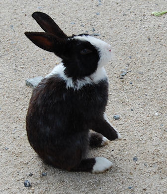 うさぎ5