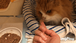 まめネタ まめこが拾った片目猫シンバの話 まめつぶメモ Powered By ライブドアブログ