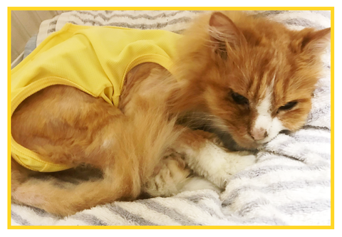 まめネタ まめこが拾った片目猫シンバの話 まめつぶメモ Powered By ライブドアブログ